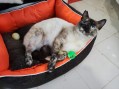 Slipper (1)